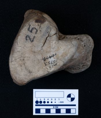 Media type: image;   Vertebrate Paleontology VPM-15735 Description: Photograph of an articular surface of a tarsal bone of MCZ VPM-15753, Mammuthus primigenius.;